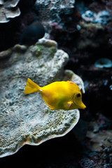 Pez amarillo nadando