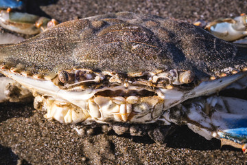blue crab photographed on the beach, crustacean photo in high resolution.