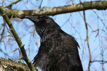 krähe