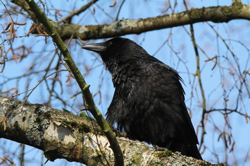 krähe