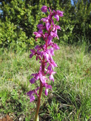 orchidées sauvages