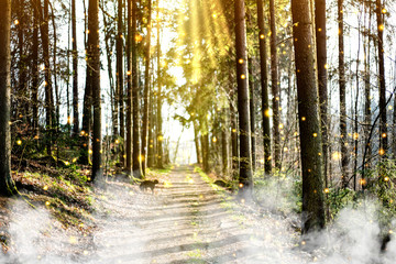 Magical Deep foggy Autumn Forest. Park. Beautiful Scene Misty Old Forest with Sun Rays, Shadows and Fog. Scenic Landscape