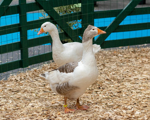 a pair of geese on pure hay in a pen