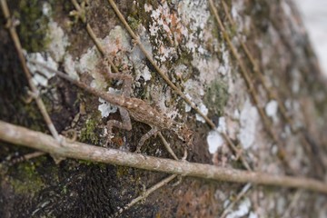 Lizard on a tree trunk