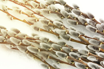 a lot of willow in the snow in the golden rays of the sun