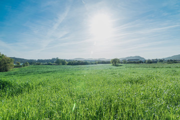campo de hierva verde