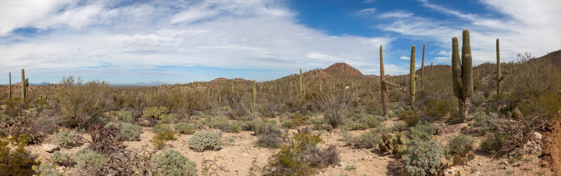 Arizona Desert Panorama, Tucson, Arizona.