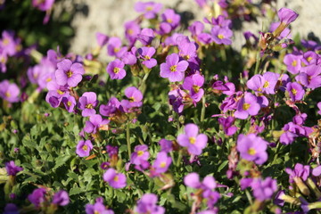 purple aubretia groundcover flower