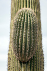 Close up of saguaro cactus growing new arm.