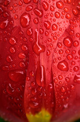 Water droplets on red tulip.