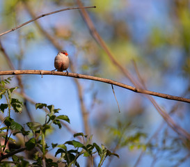 Estrilda astrild (Bico-de-lacre) little cute bird standing on a branch, Braga, Portugal.