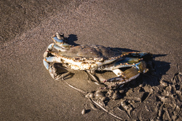 blue crab photographed on the beach, crustacean photo in high resolution.