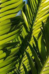 les feuilles d'une grosse plante tropicale au format verticale