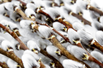 willow branches with fluffy buds lie as a backdrop, natural color