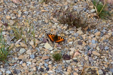 Fototapeta na wymiar Schmetterling auf dem Boden