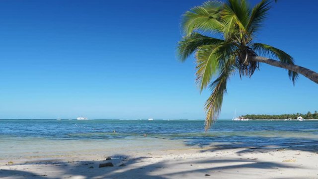 Coconut palm tree on tropical shore. Caribbean getaways