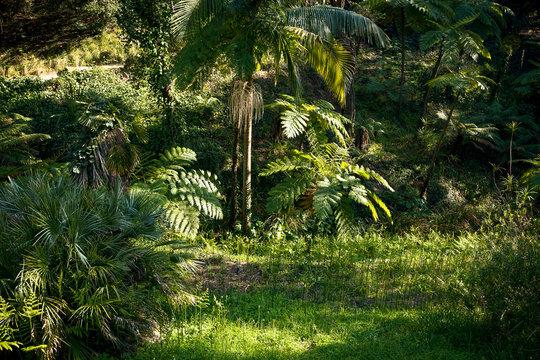 paysage de forêt tropicale avec des palmiers