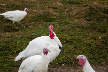 Turkeys on the farm. Farm farming. White turkey Bird for the production of meatballs. Tasty food. Animals on the farm.