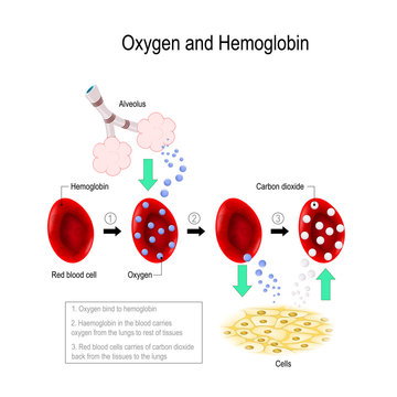 Oxygen and hemoglobin.