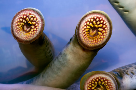lamprey river  lamprea  delicious fish  parasite in aquarium