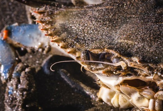 blue crab photographed on the beach, crustacean photo in high resolution.