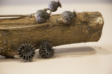 Poppy seeds on the trunk
