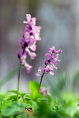 Corydalis cava early spring wild forest flowers in bloom, white violet purple flowering beautiful small plants