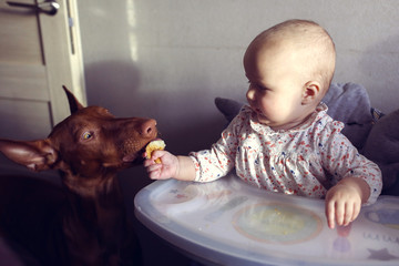 Dog and child, Child feeds dog in real kitchen