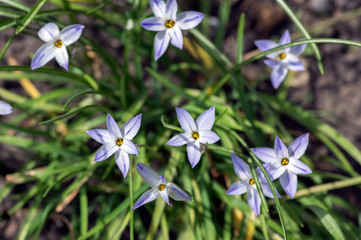 Ipheion uniflorum spring bulbous flowers in bloom