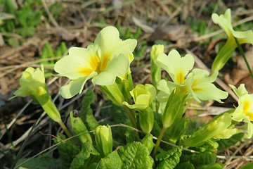 Yellow primula flowers in the garden in spring, closeup
