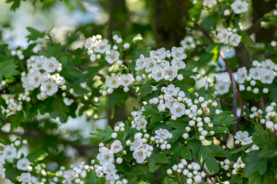 Crataegus laevigata hawthorn tree in bloom during springtime, branches with green leaves and group of flowers and buds petals © Iva