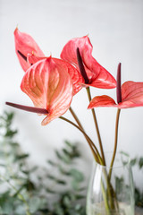 Coral color and pink Anthurium. Light gray background, glass vase. Wallpaper, flowers texture
