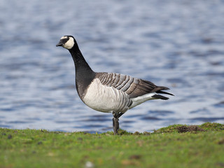 Fototapeta premium Barnacle goose, Branta leucopsis