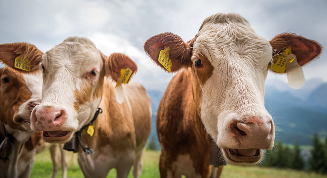 Junge Rinder auf der Alm