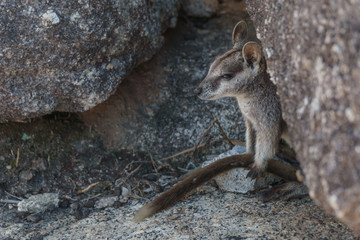 Naklejka premium Kleine Kängurus (Wallabys) im Granite Gorge Nature Park in Queensland Australien