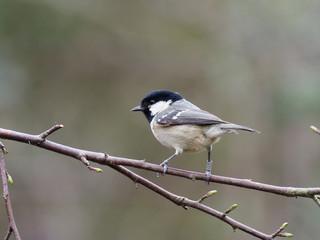 Coal tit, Parus ater