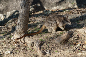 Kleine Kängurus (Wallabys) im Granite Gorge Nature Park in Queensland Australien © Michael