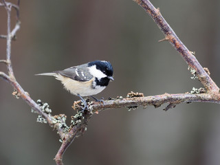 Coal tit, Parus ater