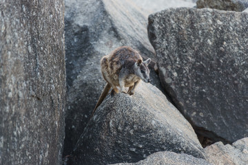 Kleine Kängurus (Wallabys) im Granite Gorge Nature Park in Queensland Australien