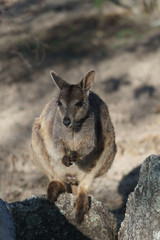 Kleine Kängurus (Wallabys) im Granite Gorge Nature Park in Queensland Australien
