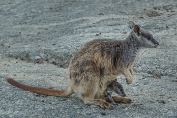 Kleine Kängurus (Wallabys) im Granite Gorge Nature Park in Queensland Australien