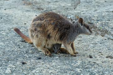 Kleine Kängurus (Wallabys) im Granite Gorge Nature Park in Queensland Australien © Michael