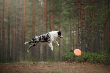 happy dog jumps and plays. Funny border collie in nature in summer