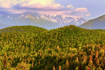 Fototapeta premium Evening landscape of snow-covered and forested mountains of the Republic of Adygea in early summer