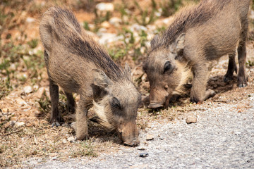 Fototapeta premium common warthog in Kruger National park, South Africa ; Specie Phacochoerus africanus family of Suidae