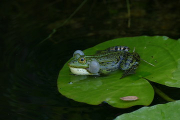 quakender Frosch