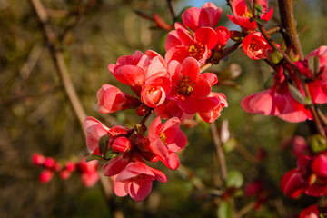 Fototapeta na wymiar Bright spring red and pink blooming flowers on the shrub, delicate, young and colorful flowers bloom on the branches of bush on a sunny day
