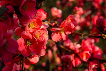 Fototapeta na wymiar Bright spring red and pink blooming flowers on the shrub, delicate, young and colorful flowers bloom on the branches of bush on a sunny day