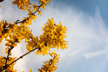 The branches of the bush with bright yellow spring flowers against the sky