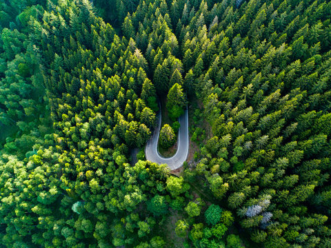 Overhead view of road passing through forest